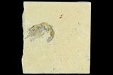 Cretaceous Fossil Shrimp - Lebanon #123931-1